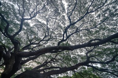 Milli park gard dalı ile dev yeşil Samanea saman ağacı