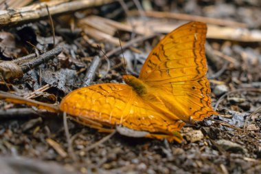 Kanatları olan sarı bir hükümdar, bir kelebek, doğal zemin üzerinde dışarı