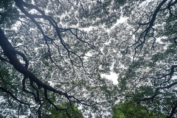 Samanea verde gigante saman árvore com ramo no parque nacional gard — Fotografia de Stock