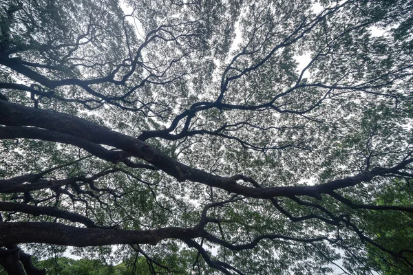 Samanea verde gigante saman árvore com ramo no parque nacional gard — Fotografia de Stock