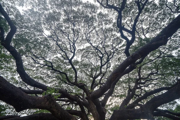 Samanea verde gigante saman árvore com ramo no parque nacional gard — Fotografia de Stock