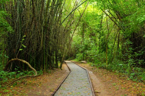 Pathway with green trees tunnel corridor, Kanchanaburi, Thailand