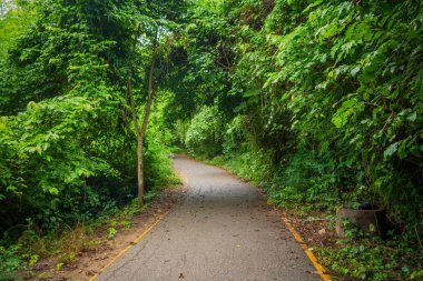 Yeşil ağaçlar tünel koridoru ile Pathway, Kanchanaburi, Tayland