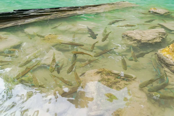 Muchos peces en la cascada de Erawan. Paisaje natural de Kanchanabur —  Fotos de Stock