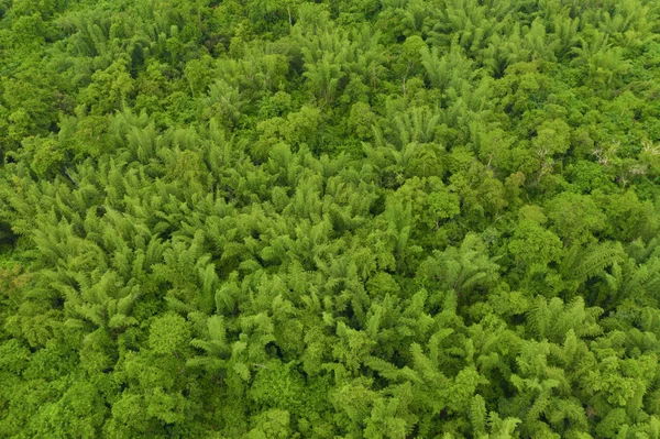Εναέρια κορυφαία θέα των δέντρων σε τροπικό δάσος σε εθνικό πάρκο και — Φωτογραφία Αρχείου