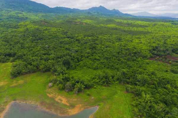 Na tropikal ormanda ağaçlar, nehir veya göl havadan üst görünümü — Stok fotoğraf