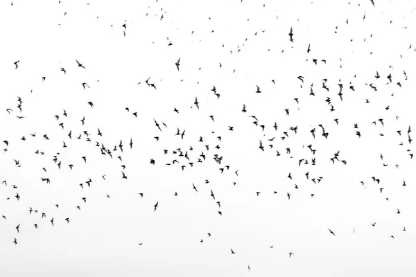 白で孤立して飛ぶ異なる黒いコウモリのシルエットのセット — ストック写真