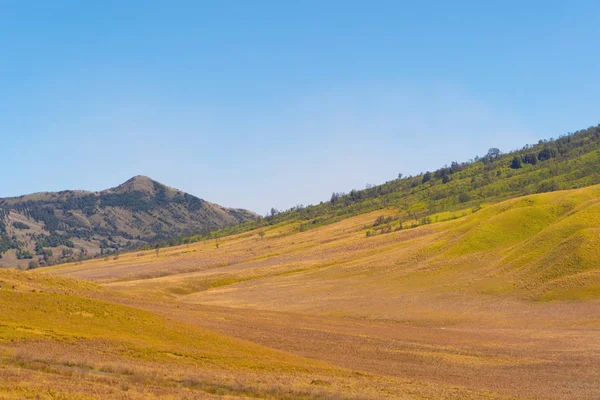 Žluté pole s horami. Bromo Savanna zelený kopec v NAT — Stock fotografie