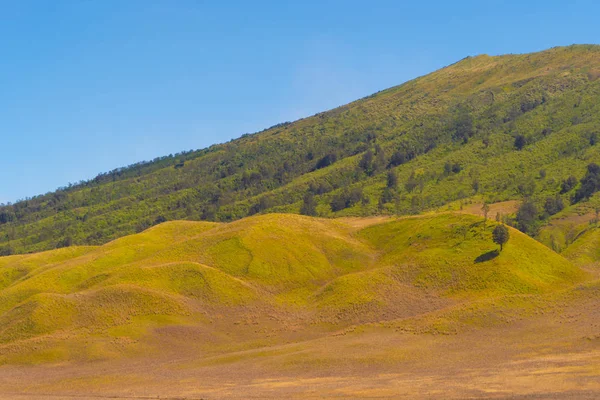 Žluté pole s horami. Bromo Savanna zelený kopec v NAT — Stock fotografie