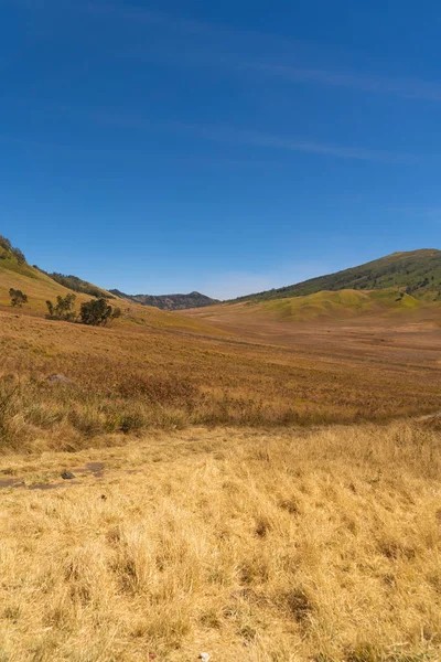 Žluté pole s horami. Bromo Savanna zelený kopec v NAT — Stock fotografie