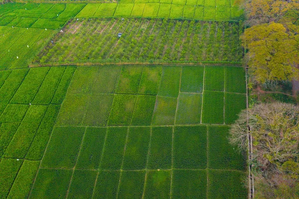 Vidékről a hántolatlan rizsre vonatkozó légi felvétel, mezőgazdasági mezők a countrysid területén — Stock Fotó