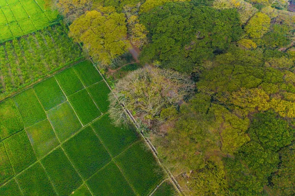 Vidékről a hántolatlan rizsre vonatkozó légi felvétel, mezőgazdasági mezők a countrysid területén — Stock Fotó