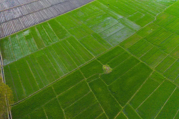 Vidékről a hántolatlan rizsre vonatkozó légi felvétel, mezőgazdasági mezők a countrysid területén — Stock Fotó