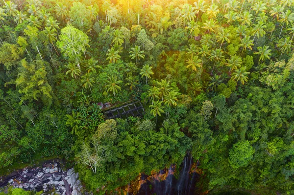 Vista aérea superior de árvores em floresta tropical no parque nacional e — Fotografia de Stock