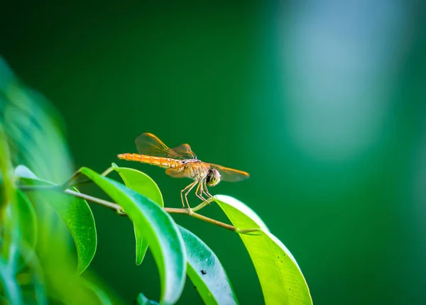 Uma libélula amarela com asas na folha natural ao ar livre em trópica — Fotografia de Stock