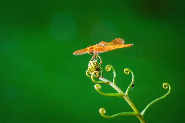 Uma libélula amarela com asas na folha natural ao ar livre em trópica — Fotografia de Stock