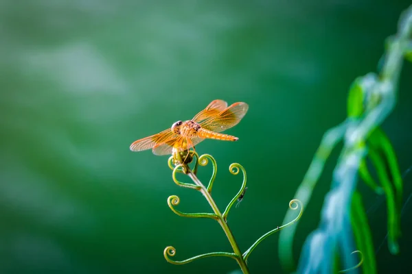Eine gelbe Libelle mit Flügeln auf natürlichem Blatt im Freien in Tropen — Stockfoto