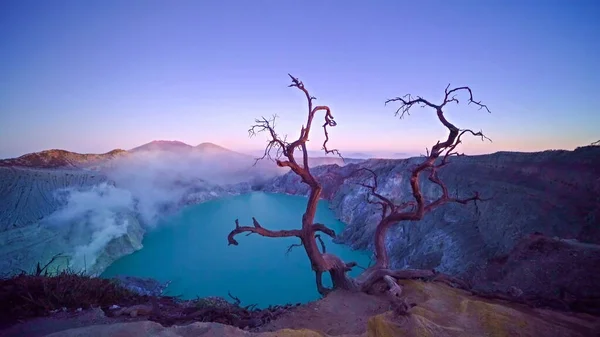 Deadwood bladloos boom op Kawah Ijen vulkaan met Turquoise sulfonylureumderivaten — Stockfoto