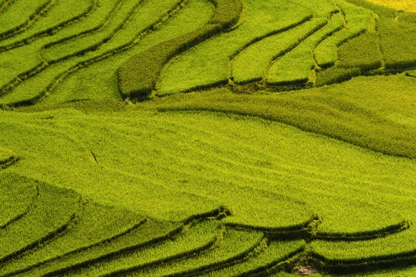 稻田、绿色农田的空中俯瞰 — 图库照片
