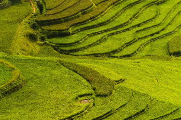 Vista aérea superior de terraços de arroz paddy, campo agrícola verde — Fotografia de Stock