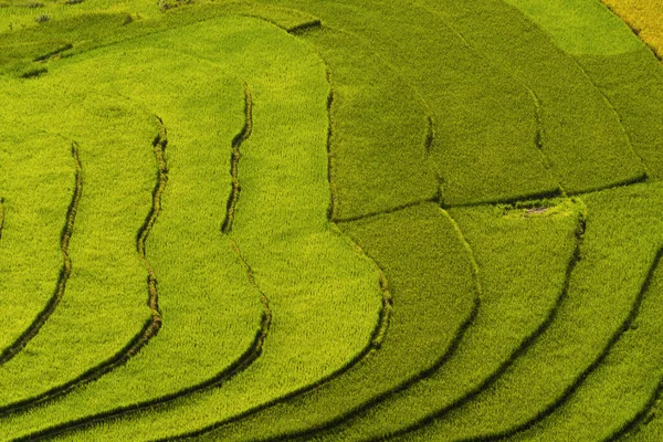 Çeltik pirinç teraslarının havadan görünüşü, yeşil tarla — Stok fotoğraf