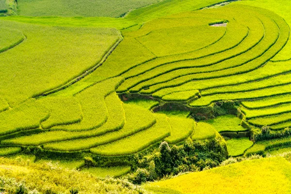 Vista aérea superior de terraços de arroz paddy, campo agrícola verde — Fotografia de Stock