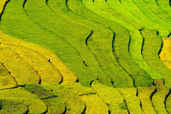 Bovenaanzicht vanuit de lucht op rijstterrassen van padie, groen landbouwveld — Stockfoto