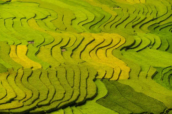 Aerial top view of paddy rice terraces, green agricultural field — Stock Photo, Image