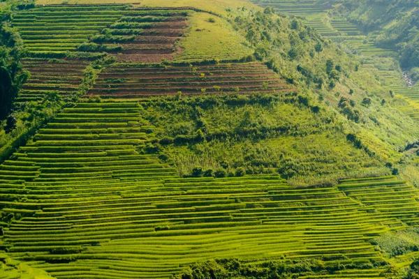 Vista aérea superior de terraços de arroz paddy, campo agrícola verde — Fotografia de Stock