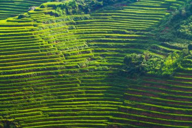 Çeltik pirinç teraslarının havadan görünüşü, yeşil tarla