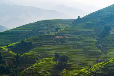 Çeltik pirinç teraslarının havadan görünüşü, yeşil tarla