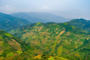 Çeltik pirinç teraslarının havadan görünüşü, yeşil tarla