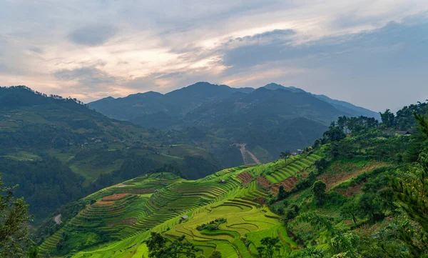 Vista aérea superior de terraços de arroz paddy, campo agrícola verde — Fotografia de Stock