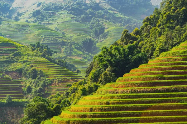 Vista aérea superior de terraços de arroz paddy, campo agrícola verde — Fotografia de Stock