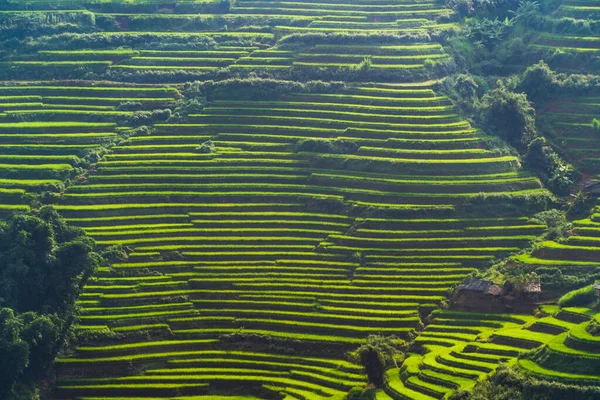 Vista aérea superior de terraços de arroz paddy, campo agrícola verde — Fotografia de Stock