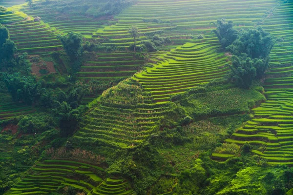 Vista aerea dall'alto di terrazze risaie, campo agricolo verde — Foto Stock