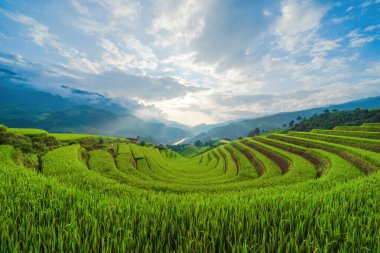 Çeltik pirinç teraslarının havadan görünüşü, yeşil tarla