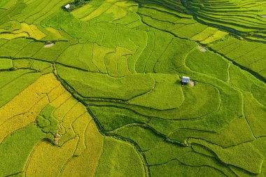 Çeltik pirinç teraslarının havadan görünüşü, yeşil tarla