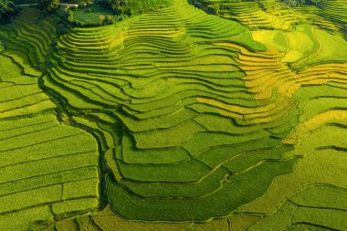 Çeltik pirinç teraslarının havadan görünüşü, yeşil tarla