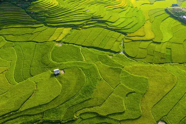 Vista aérea superior de terraços de arroz paddy, campo agrícola verde — Fotografia de Stock