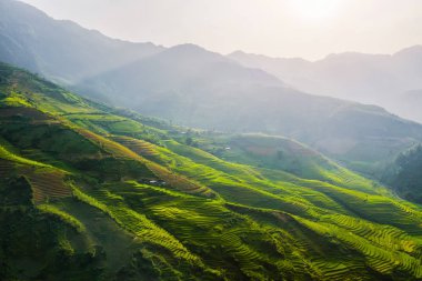 Çeltik pirinç teraslarının havadan görünüşü, yeşil tarla