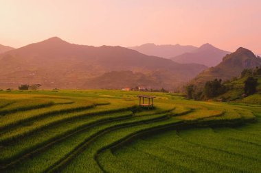 Çeltik pirinç teraslarının havadan görünüşü, yeşil tarla