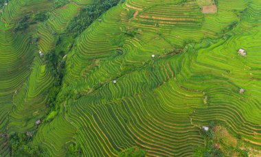 Çeltik pirinç teraslarının havadan görünüşü, yeşil tarla