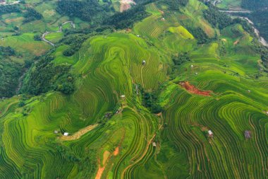 Çeltik pirinç teraslarının havadan görünüşü, yeşil tarla