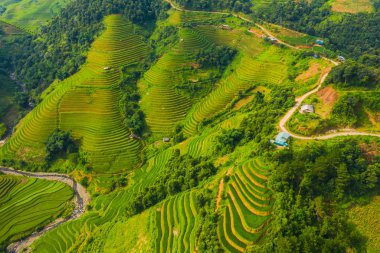 Çeltik pirinç teraslarının havadan görünüşü, yeşil tarla