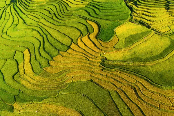 Vista aérea superior de terraços de arroz paddy, campo agrícola verde — Fotografia de Stock