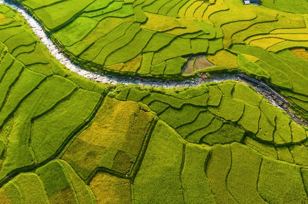 Luftaufnahme von Reisterrassen, grünen landwirtschaftlichen Feld — Stockfoto