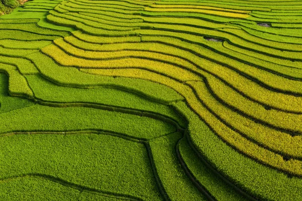 Vista aérea de terrazas de arroz con cáscara, campo agrícola verde —  Fotos de Stock