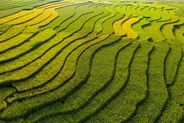 Vista aérea superior de terraços de arroz paddy, campo agrícola verde — Fotografia de Stock