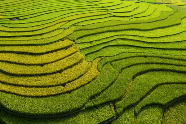 Vista aérea superior de terraços de arroz paddy, campo agrícola verde — Fotografia de Stock